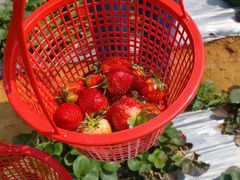 -胜丰草莓采摘园