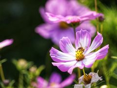 -香蜜公园