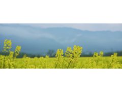 -祁门牯牛降观音堂风景区