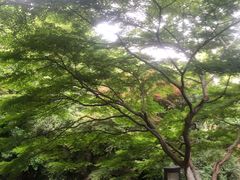 -闻莺馆(柳浪闻莺店)