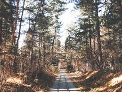 -五营红松林海景区