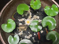 -曲水兰亭(北京四惠店)