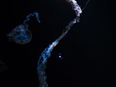 -欢乐海岸海洋奇梦馆