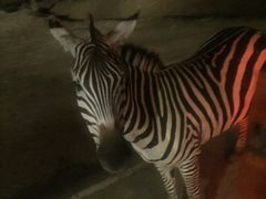 -清迈夜间动物园