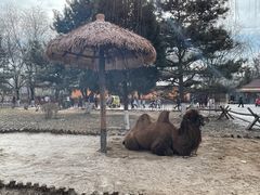 -北京野生动物园