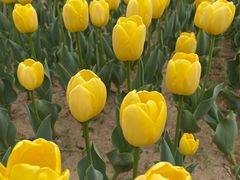 -廊坊文化艺术中心