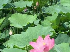 -西海子公园
