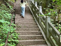 -天目山大树王景区