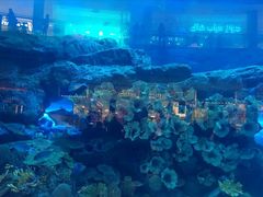-迪拜水族馆及水下动物园