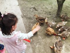-樂桃源奉贤黄桃种植采摘基地