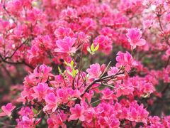 -木兰云雾山
