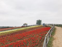 -大塘金香草谷