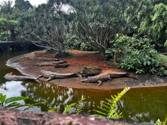-海南热带野生动植物园
