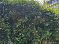 -成都金河宾馆(宽窄巷子店)