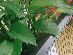 -大鸭梨烤鸭(枣园店)