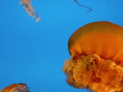-合肥海洋世界