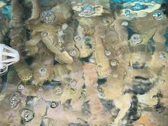 -兆辉木炭海鲜烧烤·海鲜小炒