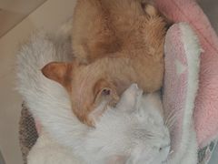 -唐小姐の私宠·宠物洗护美容·撸猫馆·购宠(周浦万达旗舰店)