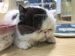 -屋虎猫馆(宝安大仟里店)