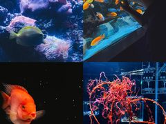 -海合安天津极地海洋公园