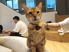 -啵啵喵·猫咖(攀华国际店)
