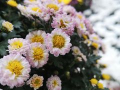 -上海市龙华烈士陵园