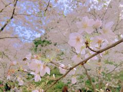 -苏州上方山国家森林公园