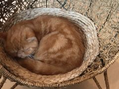 -飞行喵MR PILOT|猫舍·猫咖(静安大融城店)