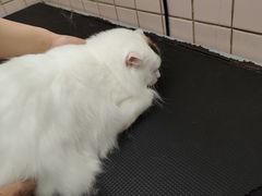 -FAELING PETS美天灵宠物(富力广场店)