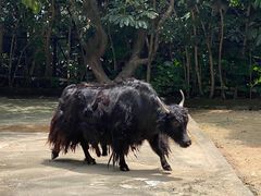 -深圳野生动物园