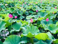 -荷塘月色湿地公园·向阳花洲