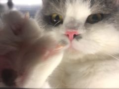 -猫大福·Fortune Cat猫舍(百子湾店)