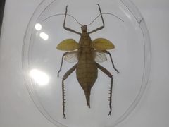 -上海昆虫博物馆