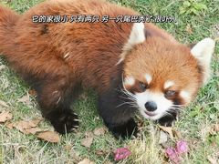 -灵玲国际马戏城