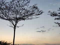 -亚龙湾国际玫瑰谷