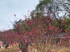 -南国桃园旅游度假区