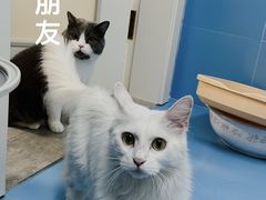 -哥老官重庆美蛙鱼头(圆融广场店)