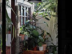 -自由生长植物工作室(深港花卉中心店)