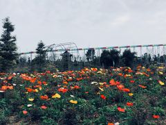 -都江堰玫瑰花溪谷