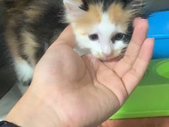 -艾贝尔宠物医院·24H转诊中心·肿瘤猫专科(江宁双龙店)