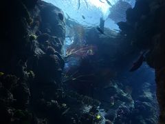 -迪拜帆船酒店海底餐厅