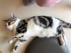 -飞行喵MR PILOT|猫舍·猫咖(静安大融城店)