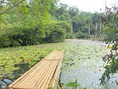 -中国科学院西双版纳热带植物园
