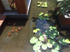 深圳湾木棉花酒店-深圳湾木棉花酒店