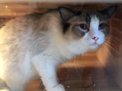 -喵百万·布偶·蓝金金渐层英短·猫舍(百子湾店)