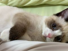 -瑞派福兴宠物医院犬猫全科·骨科·中西医结合(河东店)