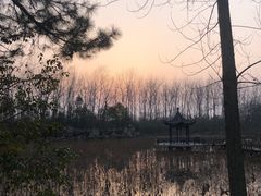 -合肥滨湖国家森林公园