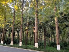 -黄海国家森林公园