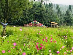 -武陵山森林公园