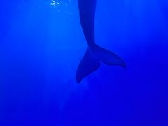 -多彩贵州城极地海洋世界